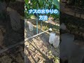 家庭菜園のナス⑪R6/8/4ボトルにはセリアのとんがり潅水キャップが付いてます