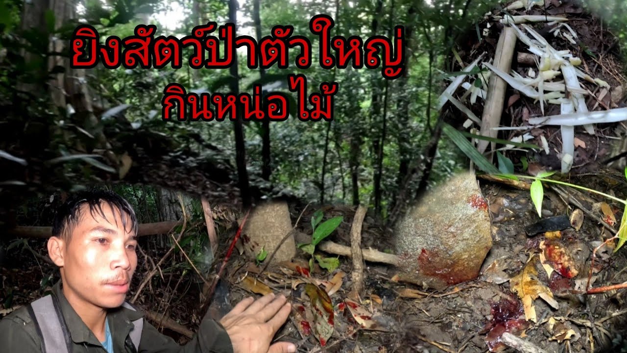 ยิงสัตว์ป่าตัวใหญ่เลือดไหลเป็นทาง/ຍີງສັດປ່າໂຕໃຫ່ຍ