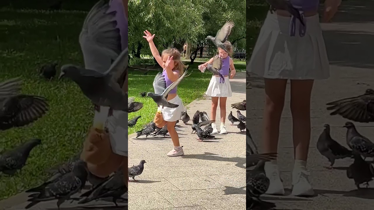 А вы так же любите кормить голубей? 