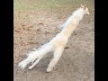 #Funny Borzoi DOG   @COMPILATION @eriszoi の動画、YouTube動画。