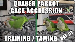 Quaker Parrot Training | Taming Cage Aggression - Day 1