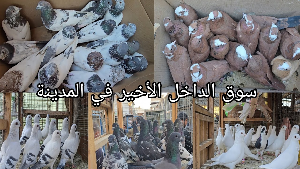 سوق الداخل الأخير انواع الحمام  واسعار مناسبة جدا  اليوم الخميس 2026/3/5