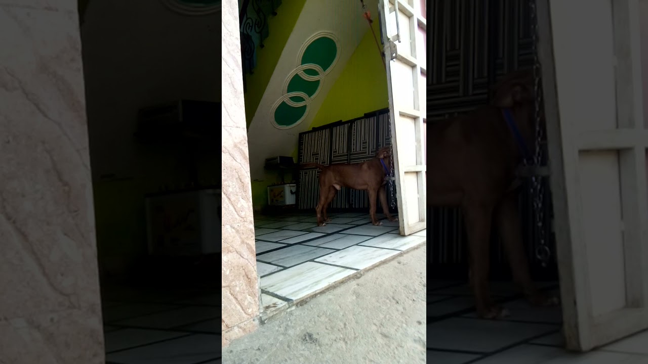 tiger/hot blood line 🔥🔥🔥