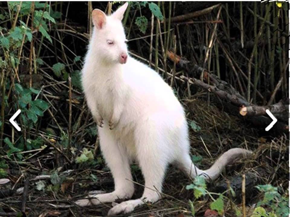 В дикой природе мыши с альбинизмом. Альбинизм у животных. Кенгуру альбинос. Звери альбиносы. Животные альбиносы фото.