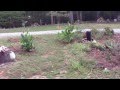 Miniature Horse Barn Tour Miniature Horse Barn Tour