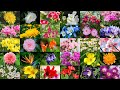 Flower Names and Their Importance