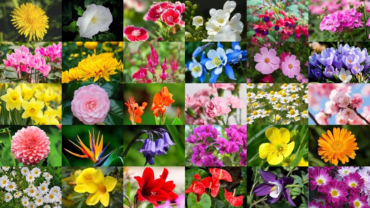 Learn the Names of 62 Common Flowers in English - YouTube