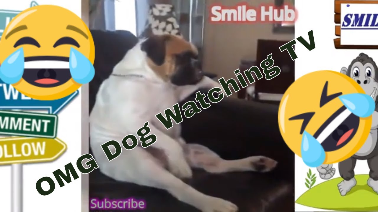 Cats and Dogs Funniest Moments-Viral animal video 2019