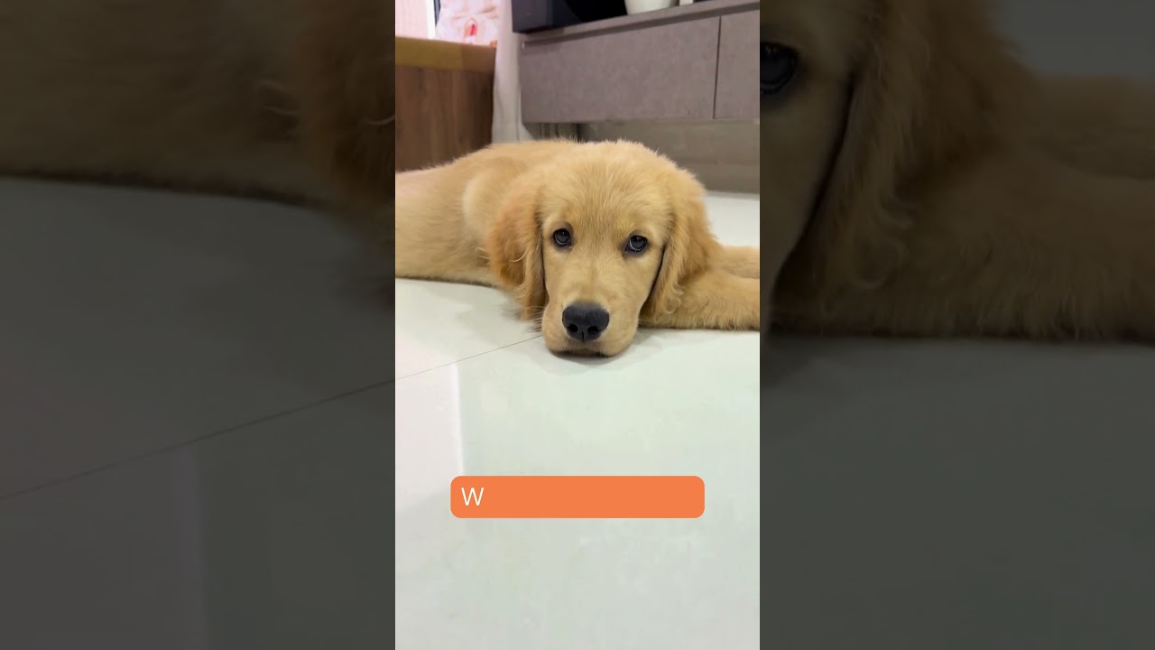 Leo the Chill Golden Retriever! 