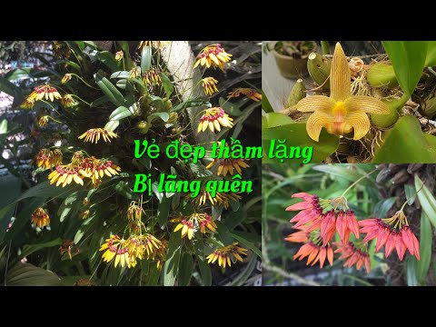 Vẻ đẹp kì diệu của dòng lan lọng có thể bạn xẽ không dám tin/Bulbophyllum | Foci