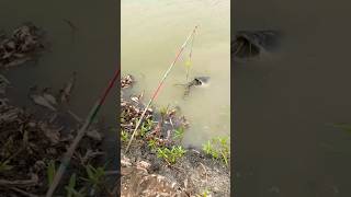 Catching a 30-kg catfish with a hand spear in a riverine paddy field." #fishing #fishingvideo #short