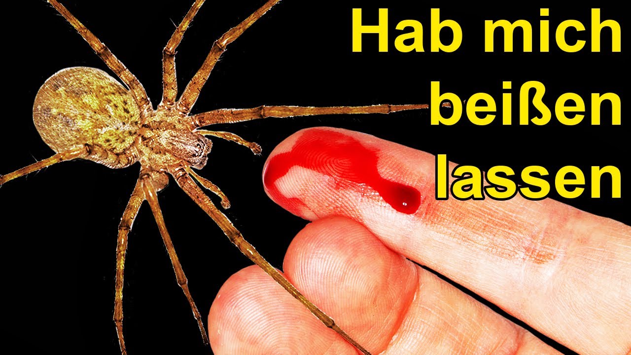 Was Ist Die Größte Spinne Deutschlands www.youtube.com