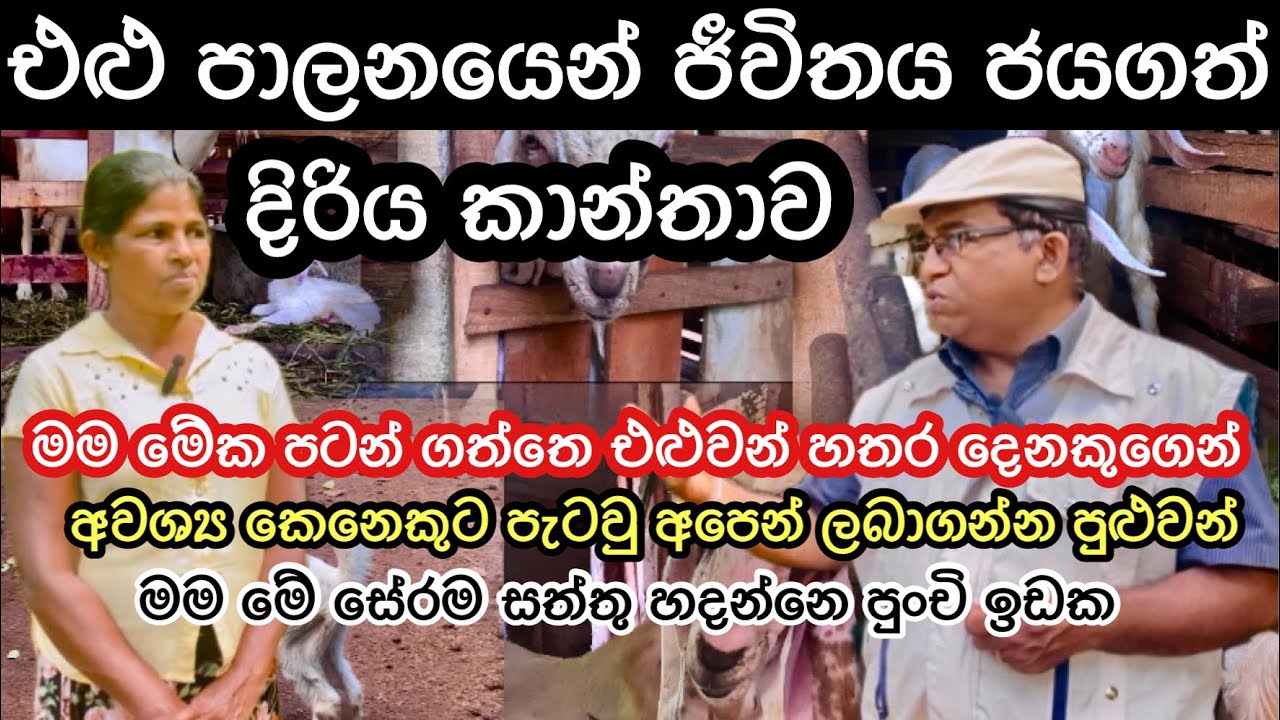 එළු පාලනයෙන් ජීවිතය ජයගත් දිරිය කාන්තාව🐐🥛/Goat Farming Sri Lanka #livestock #goatfarming #agro