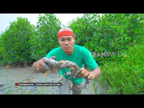 Perjuangan Si Botak Berburu Kepiting Bakau | JEJAK SI GUNDUL (10/09/26) P2