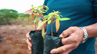 Millennium Forest - A Community Forest