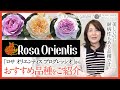 【バラの品種紹介】ロサ オリエンティス プログレッシオ