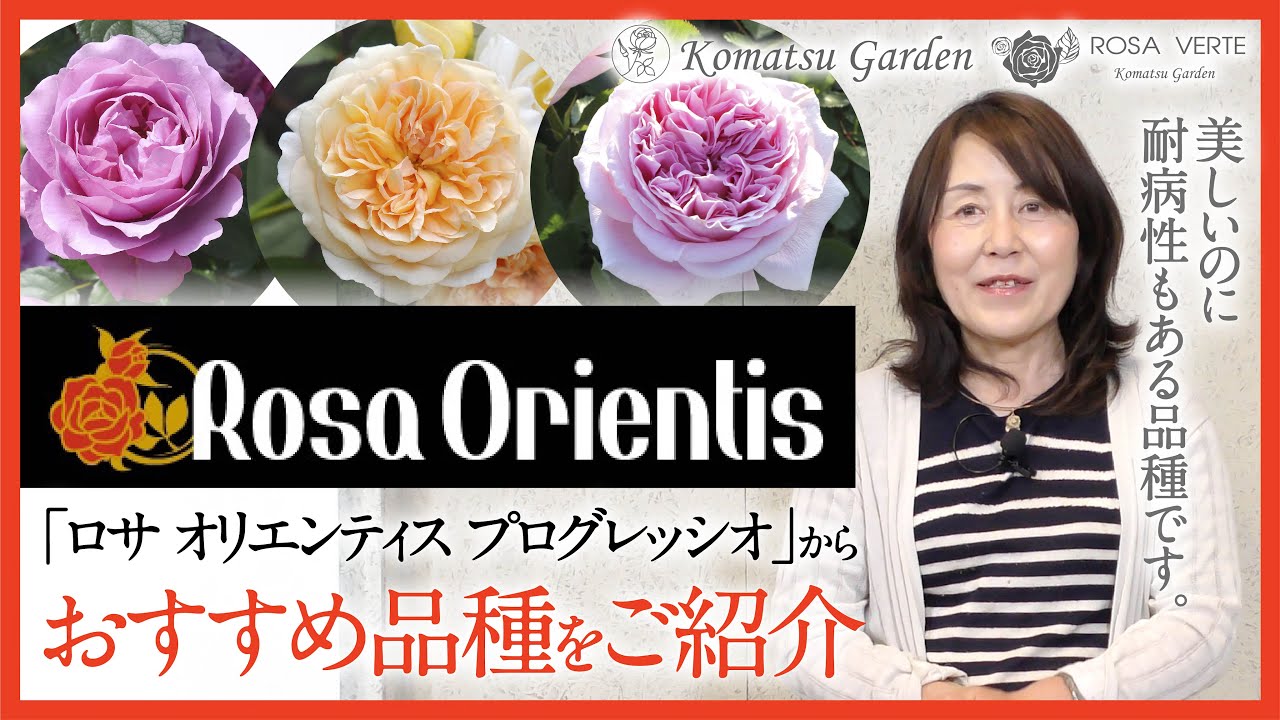 [Введение в сорт роз] Rosa orientis Progressio