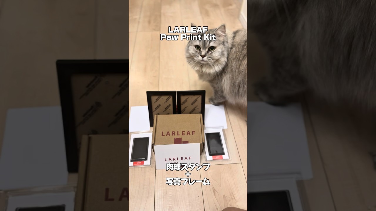 Gz★5,000views|肉球スタンプだニャ➰🐾(2回目) | #larleaf #PawPrintKit #PR