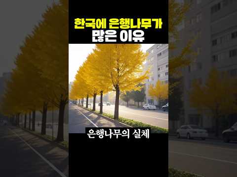 한국에 <strong>은행나무가</strong> 많은 이유