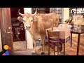 Family Turns Home Into an Animal Sanctuary For Dozens of Unique Animals - ODD MAN INN | The Dodo