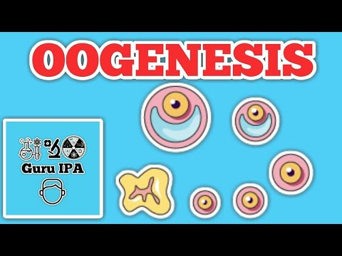 Video: Apa definisi oogonia dalam biologi?