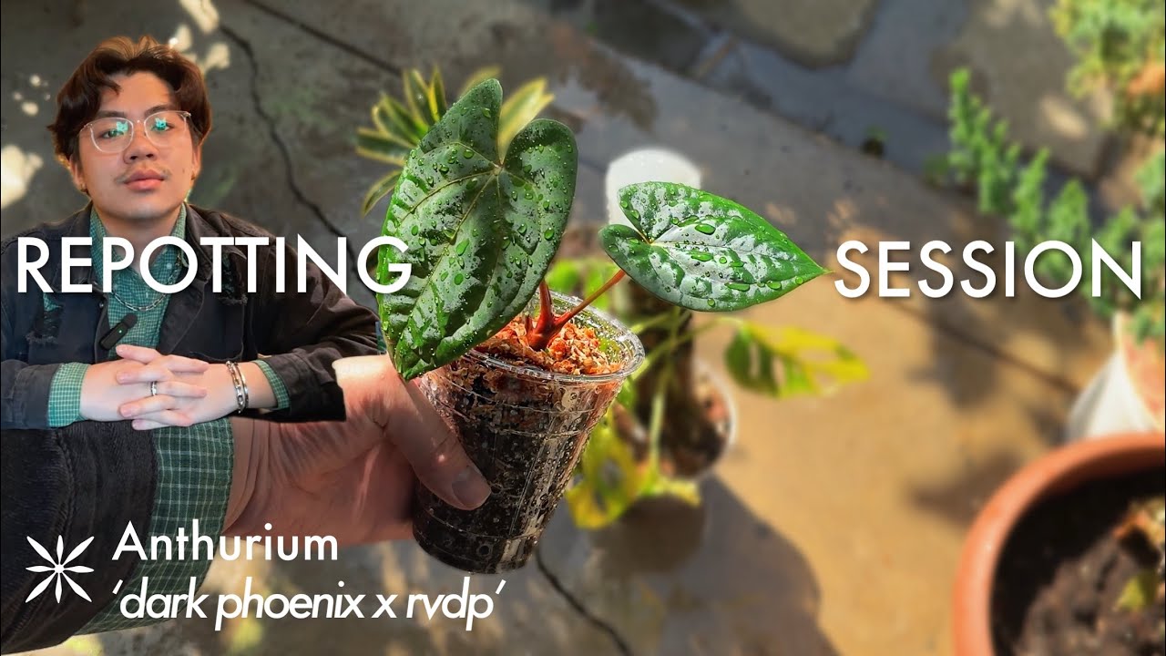 My 1st Anthurium 'Dark Phoenix' | repot, houseplant update