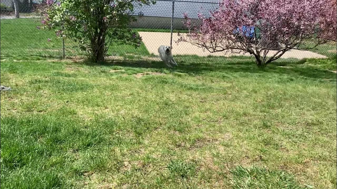 Yellow lab puppy has the ZOOMIES!! YouTube