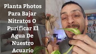 Planta Photospotus Para Bajar Los Nitratos Del Acuario Y Purificar El Agua Acuarios Mb