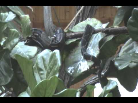 center for reproductive rights Boa Constrictor gets a grand new home. An Earthshine Nature Programs Production