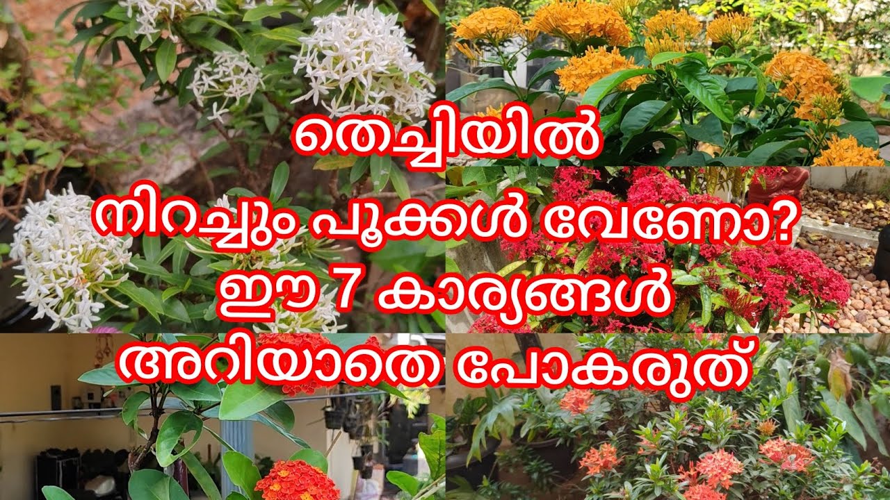 തെച്ചി / ചെത്തി /lxora കുലകുത്തി പൂക്കാൻ ഇത്രയും ചെയ്താൽ മതി.....