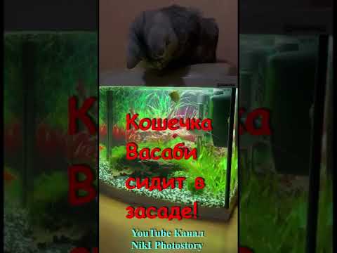 Смешные Кошки.🐈 Няшная Кошечка Васаби сидит в засаде!#Shorts