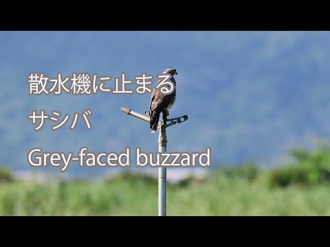 【散水機に止まる】サシバ Grey-faced buzzard