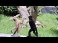 Funny hoolock Gibbon- in Delhi zoo