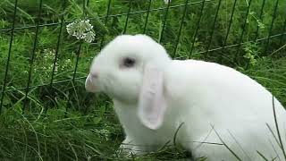 Tarzan´s playtime: The Adorable White Rabbit´s Outdoor Adventures