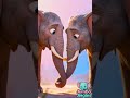 Elephant Wisdom Benefits For Everyone Shorts Usa Short Video Trending Viral Shorts Viral