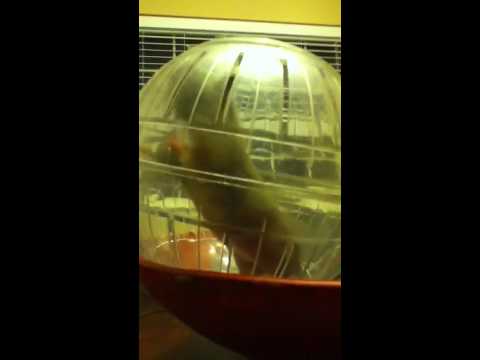funniest-hamster-in-the-world