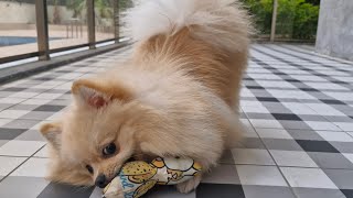 Adorable Pomeranian Spitz Puppy's Playtime and Growling