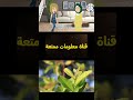 الجزء الخامس  قصة بكاء الورد  5 #بكاء_الورد #رواية_بكاء_الورد