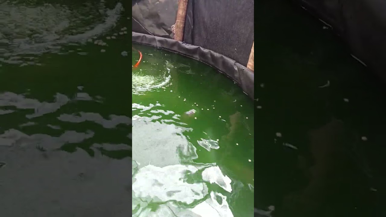 Alimentando seu peixe e desestressando você