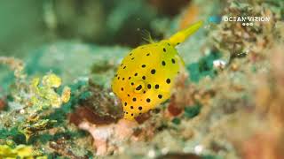 Cute Yellow Boxfish Juvenile