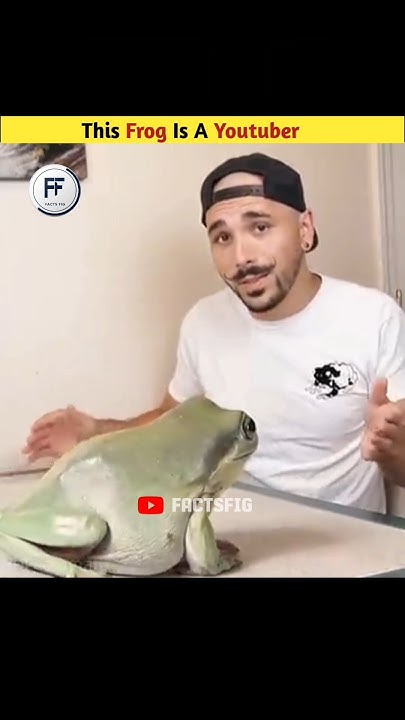  Dumby: From Tiny Frog to YouTube Star |knowledge |facts |information ...