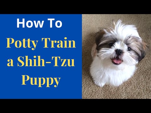How to Potty Train your Shih-Tzu puppy? The Easiest Method Possible...