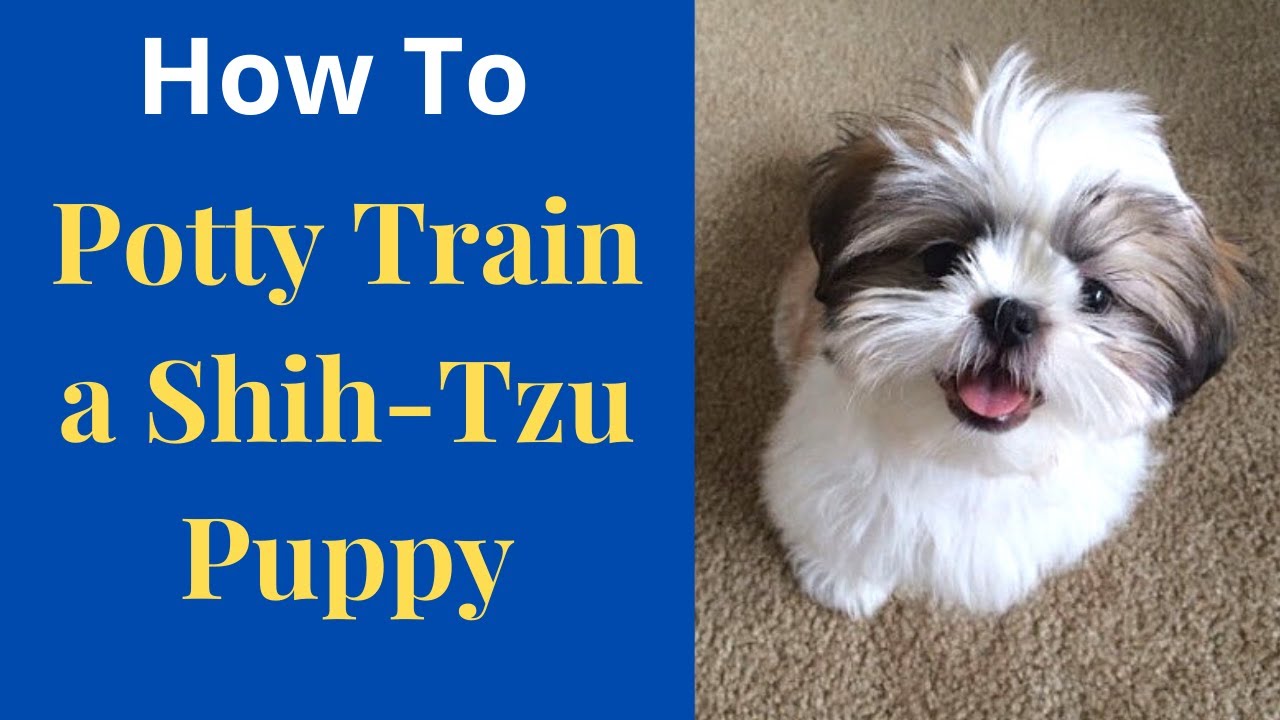 How to Potty Train a Shih Tzu Poodle Mix?