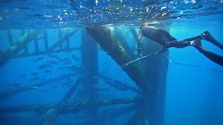 UNREAL Oil Rig Spearfishing Crystal Clear Water LAST TRIP in the PANGA || Gulf of Mexico