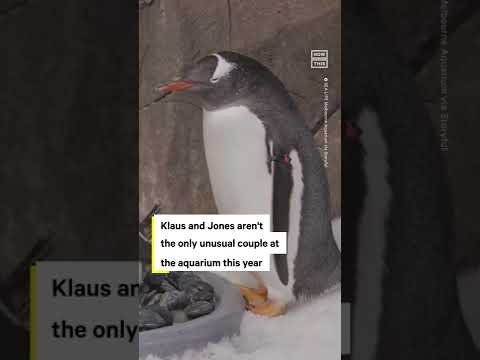 Two Male Penguins
