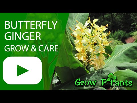 Видео: Butterfly Ginger Lily Care - Выращивание Hedychium Ginger Lilies