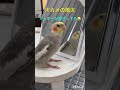 ふーちゃんがドヤり始めた頃の動画です♪
