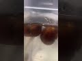 Улитка кушает