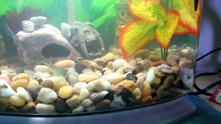 New aquarium set up