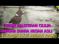 Masteran Burung Cililin Dengan Terapi Suara Hujan Asli Burung Nyaman Dan Mudah Menirukan Mp3 - Mp4 Download